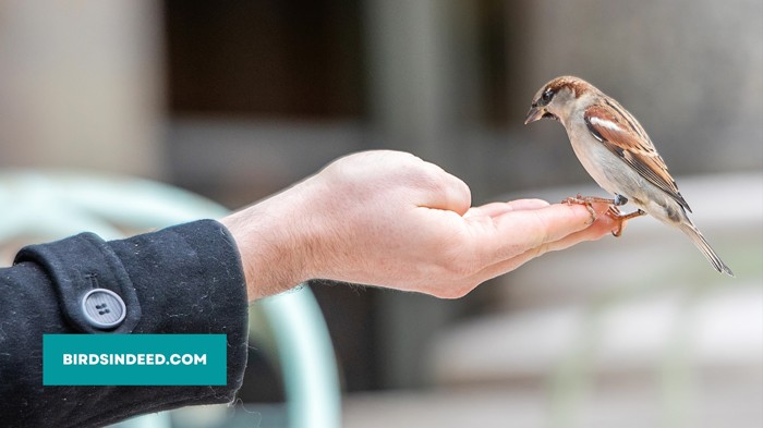 how to conserve sparrows
