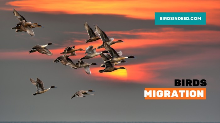 HOW DO BIRDS KNOW WHEN AND WHERE TO MIGRATE