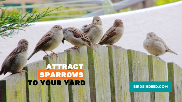 How To Attract Sparrows To Your Yard