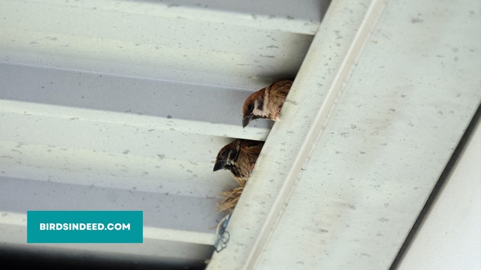House Sparrows in the nest