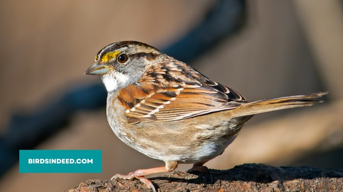 are sparrows in decline