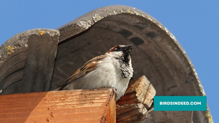 Remove Sparrow Nests
