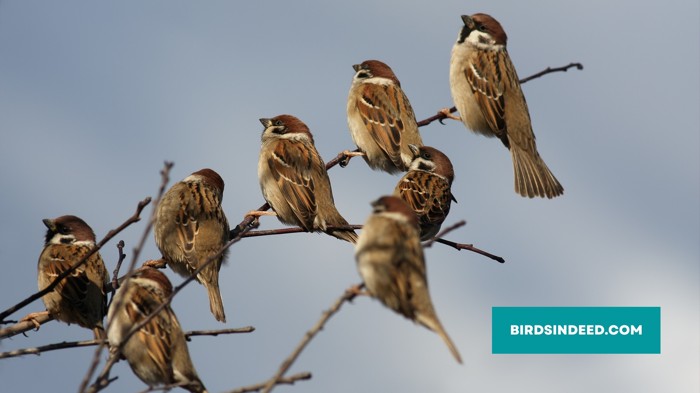 Sparrows are in need of our assistance to ensure their survival