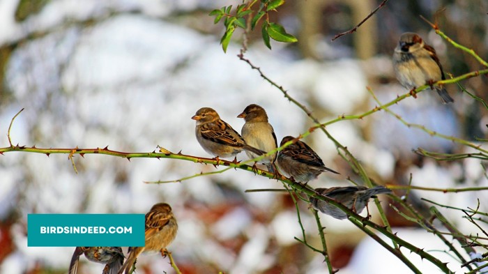 Sparrows in winter