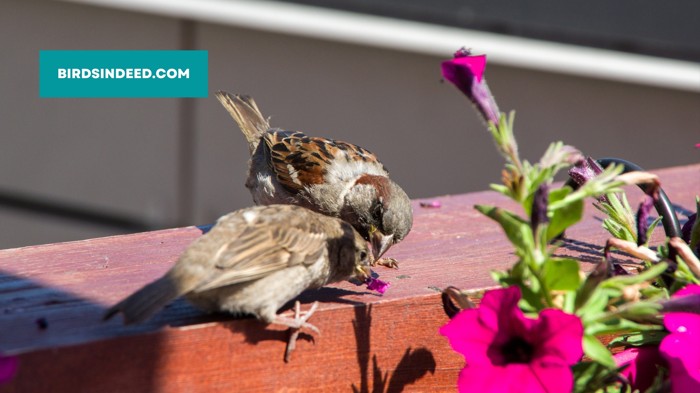 Sparrows in urban environments and find food and shelter