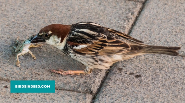 Sparrows migrate to areas where food is more abundant