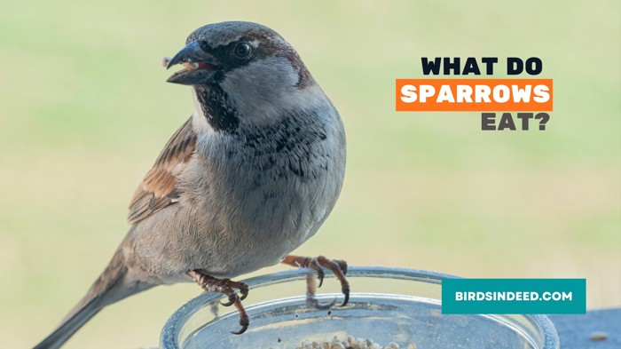 WHAT DO SPARROWS EAT