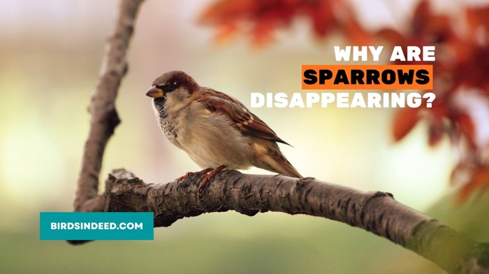 Why Are Sparrows Disappearing From Our Environment