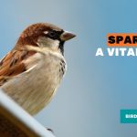 How to save sparrows from extinction