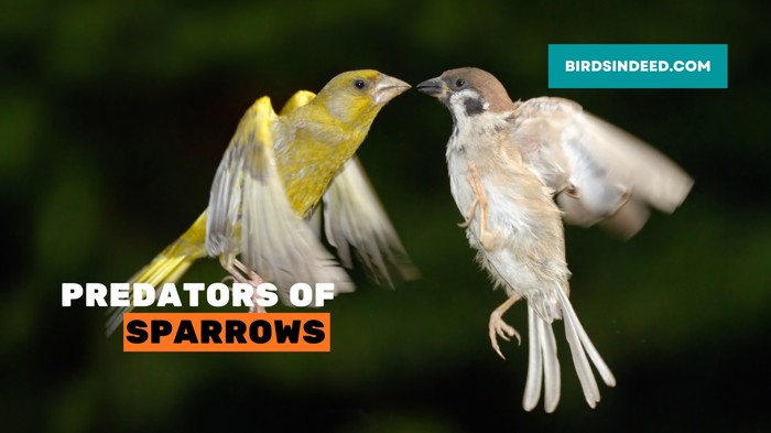 What Are Predators Of Sparrows
