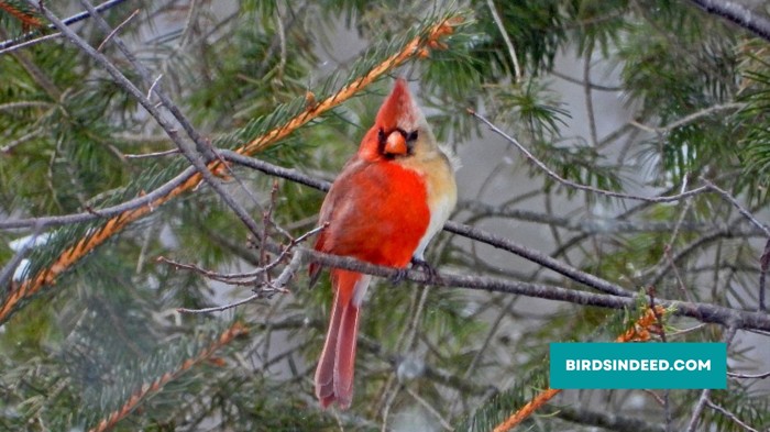 half male half female cardinal bird photos