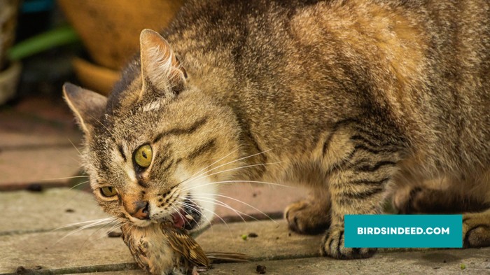 cats are known to prey on adult sparrows