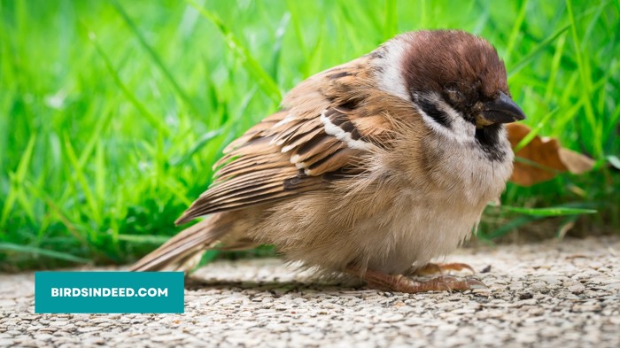 how to save sparrows from radiation