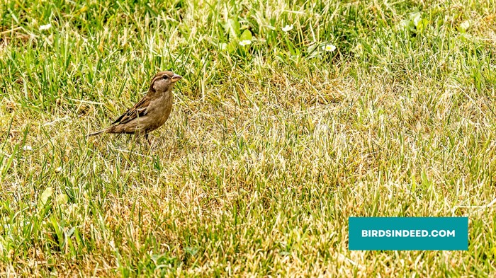 reason for the decline in sparrow populations is the use of pesticides