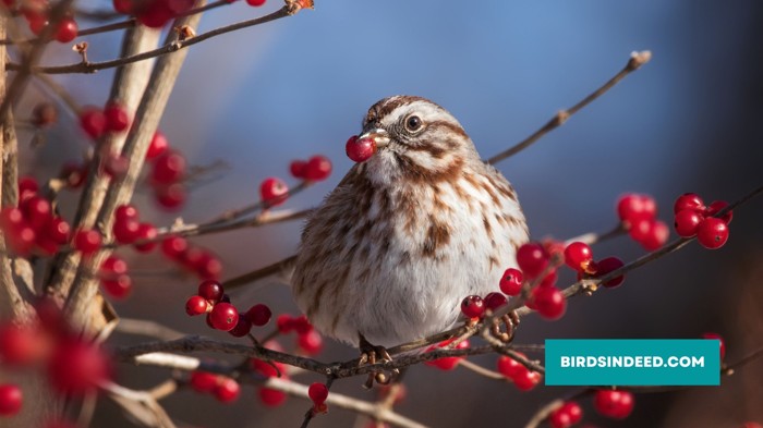 sparrow eating berries during winter