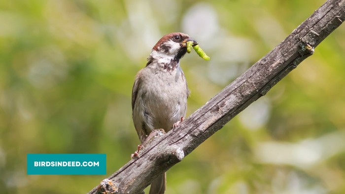 sparrow eating caterpillars in summer