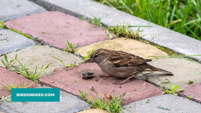 sparrow eating pest