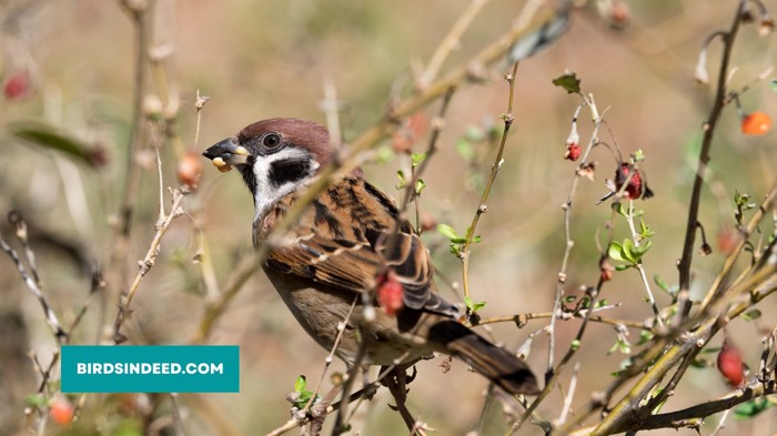 sparrow eating nut