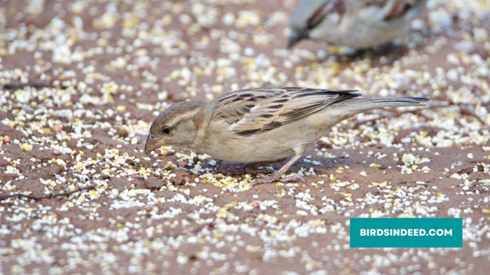 sparrow eating seeds