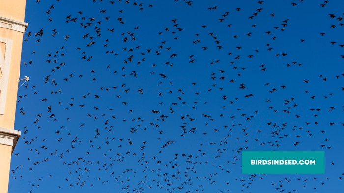 starlings migrating