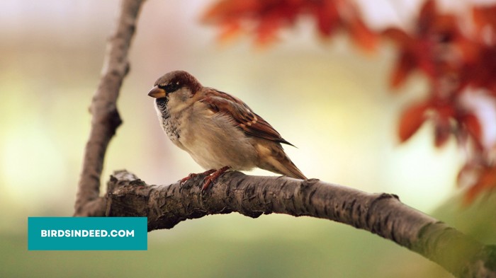 why sparrow population is decreasing