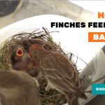 house finches feed their chicks