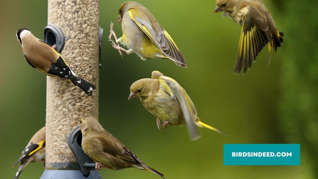 attract finches to your yard by bird feeder 