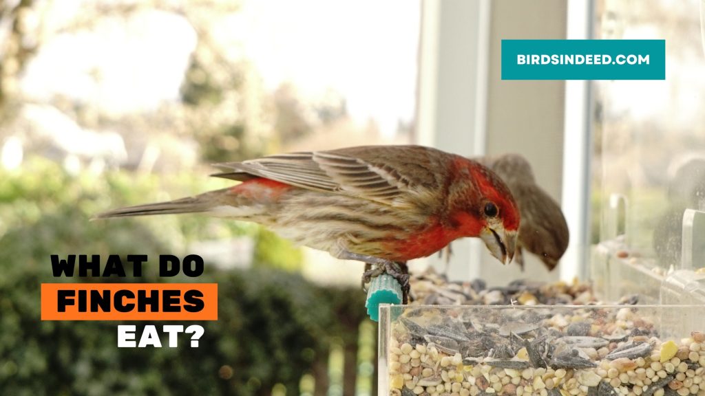 A Guide to Finches Food Choices