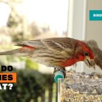 A Guide to Finches Food Choices