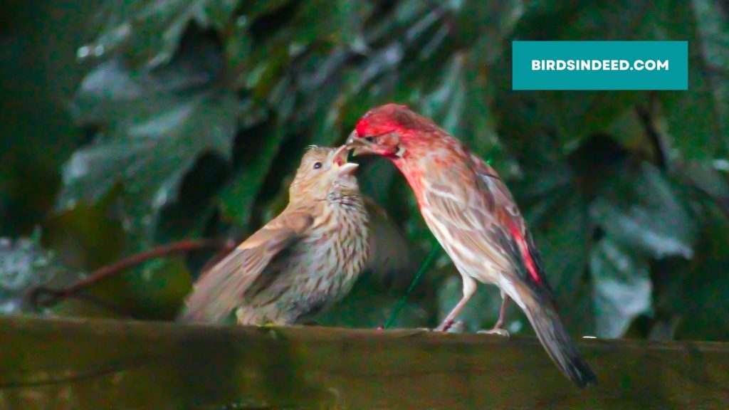 social finch feeds its baby with beaks