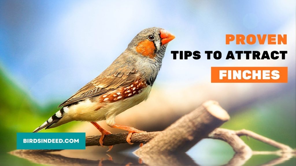 proven steps to attracting finches to your garden