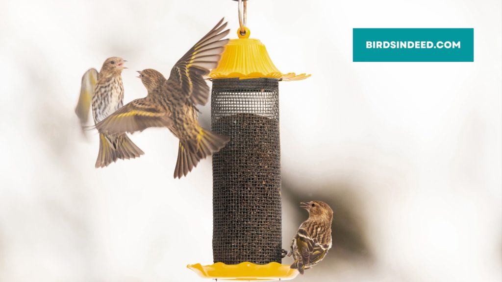 clean the bird feeder tubes to keep attracting house finches