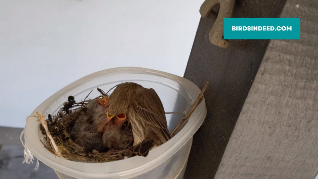 How often a finch mom feeds her adorable chicks
