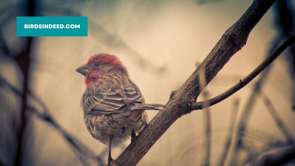 winter food list of house finch