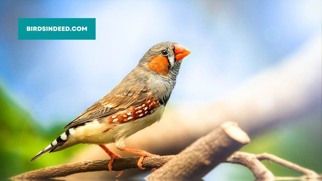 finches species and food habits